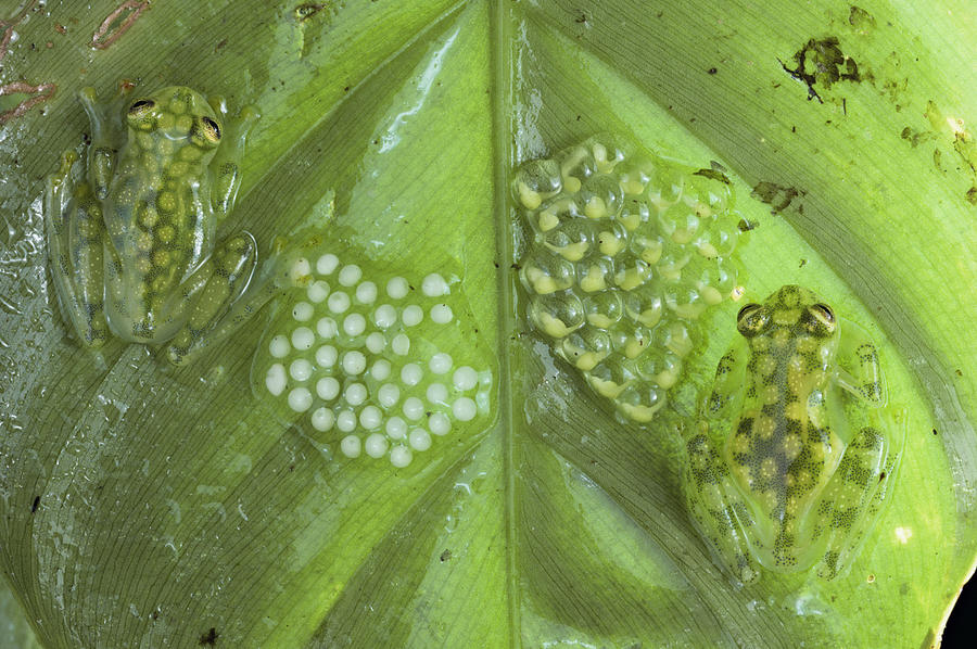 Reticulated Glass Frogs and Eggs Photograph by Michael and Patricia Fogden