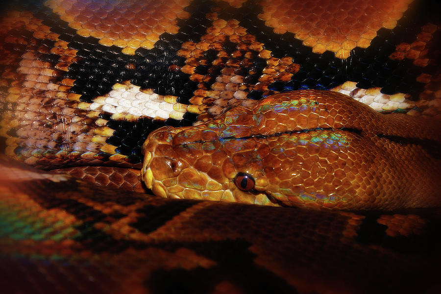 Reticulated Python Photograph by Scott Hovind