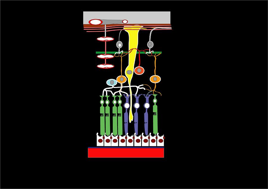 Retina Structure By Francis Leroy Biocosmos 0026