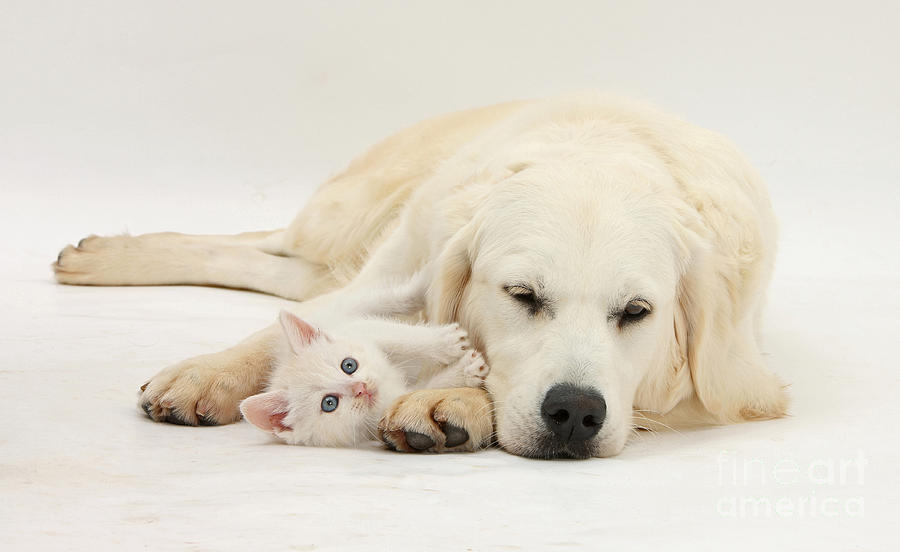Cat Photograph - Retriever With Friendly Kittens by Mark Taylor