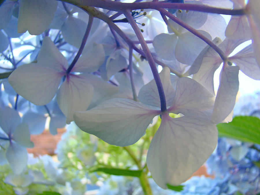 Nature Photograph - Retro Blue Hydrangea Flowers art prints Garden by Patti Baslee