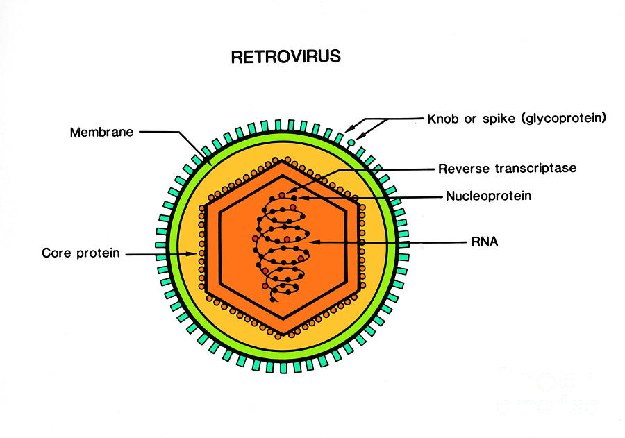 Retrovirus Photograph by Science Source