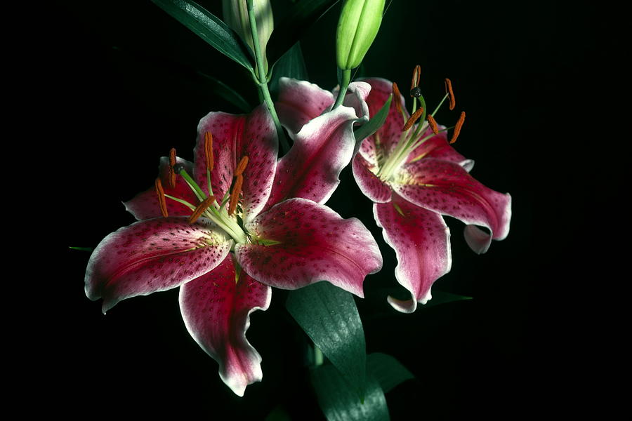 Maroon Lilies Photograph by Sally Weigand