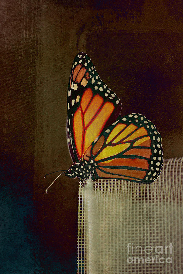 Reve de Papillon - 03ct01 Photograph by Variance Collections