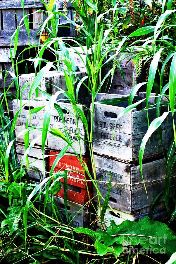 Old Apple Crates Photograph by TSC Photography Timothy Cuffe Jr Fine
