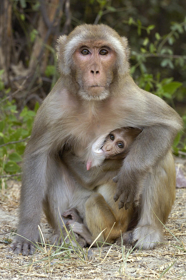 Rhesus Macaque Macaca Mulatta Mother Photograph by Pete Oxford