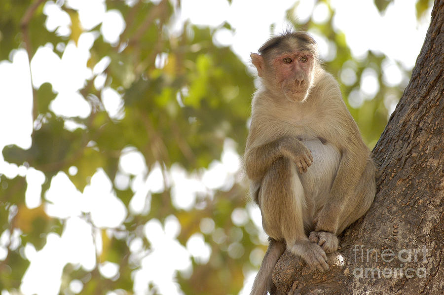 Rhesus Macaque Photograph by Raul Gonzalez Perez