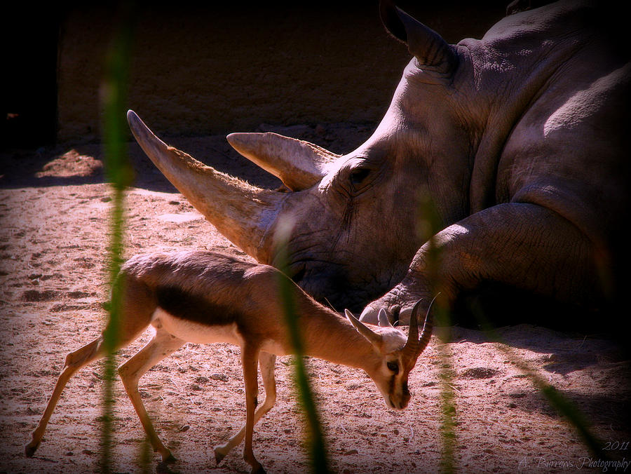 Rhino an Gazelle Photograph by Aaron Burrows