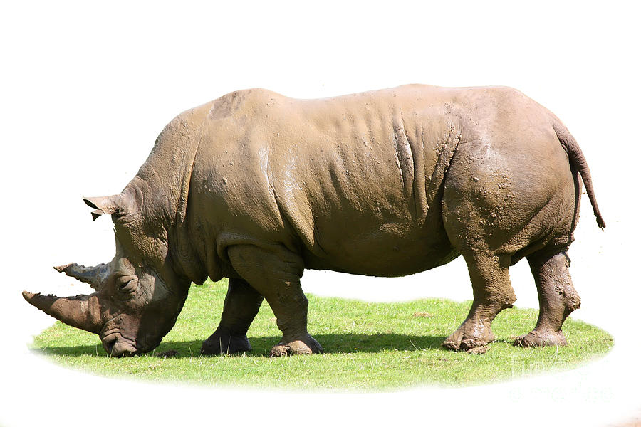 Rhino isolated on grass Photograph by Simon Bratt