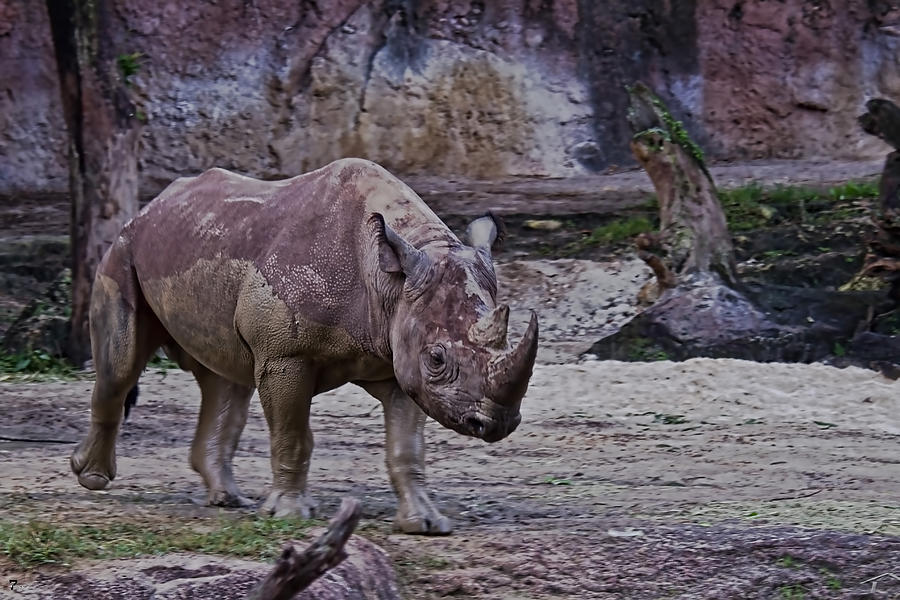 Rhino Photograph by Jason Blalock