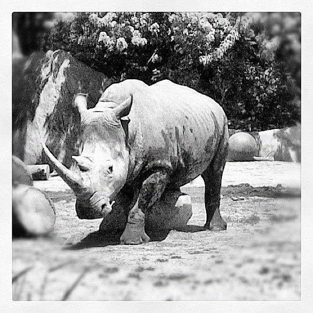 Rhino Photograph - #rhino by Kristin Rogers