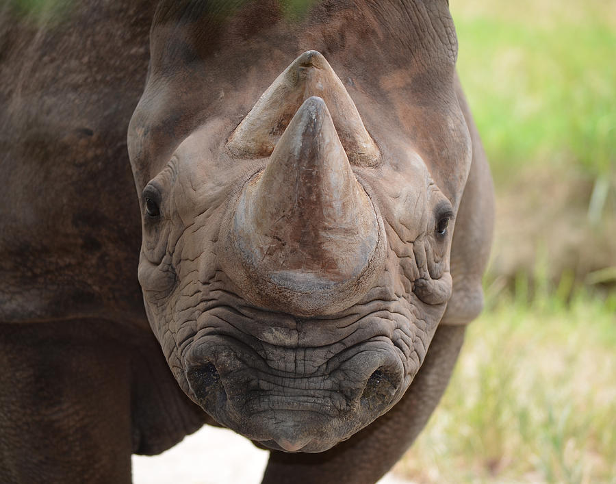 Rhino Photograph by Maggy Marsh