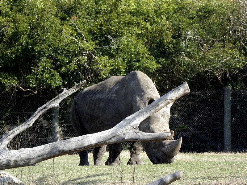 Rhino Photograph by Kim Galluzzo Wozniak