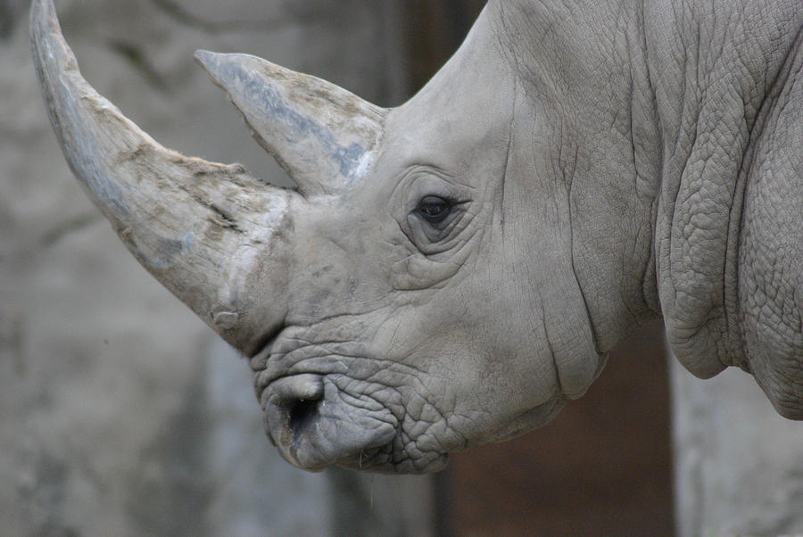 Rhino Rack Photograph by Dawn Flannery - Fine Art America