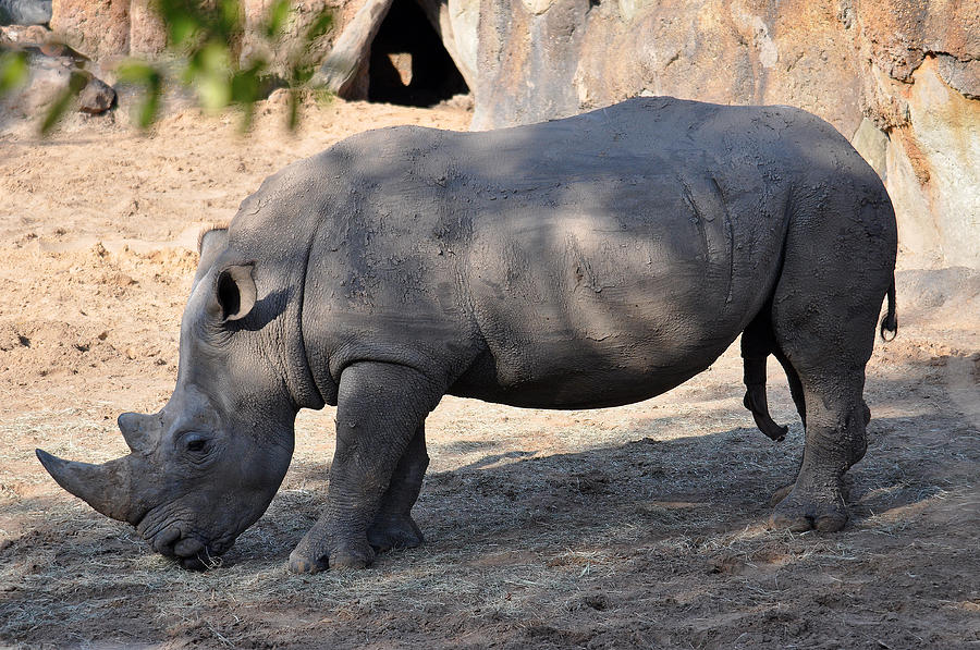 Rhino with Extra Photograph by Teresa Blanton - Fine Art America