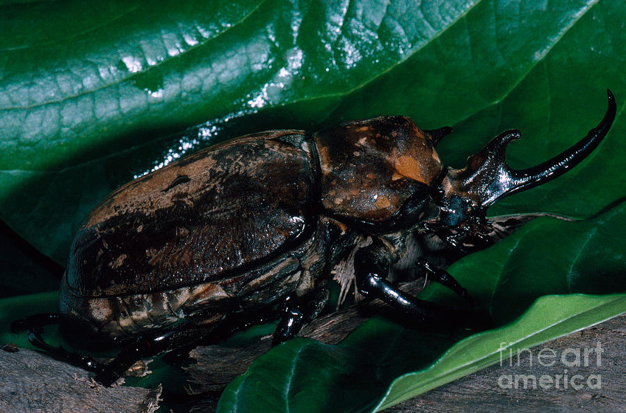 Rhinoceros Beetle Photograph by Dante Fenolio
