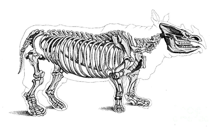 Prehistoric Photograph - Rhinoceros, Extant Cenozoic Mammal by Science Source