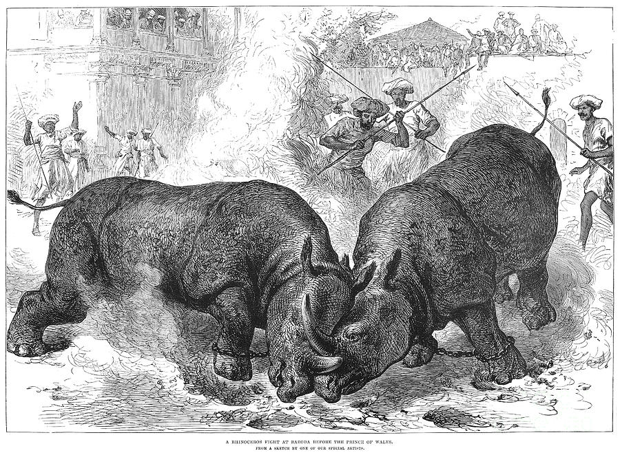 Rhinoceros Fight, 1875 Photograph by Granger - Fine Art America