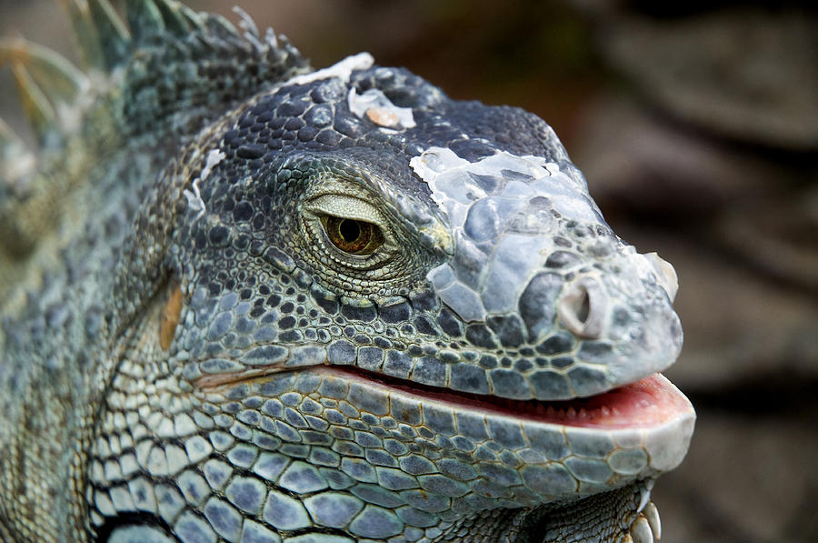 Reptile Photograph - Rhinoceros Iguana by Fabrizio Troiani