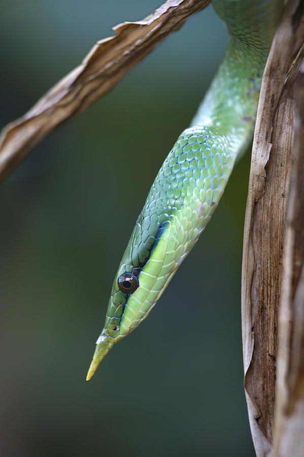 Rhinoceros Snake In Tree Costa Rica Photograph by Tim Fitzharris