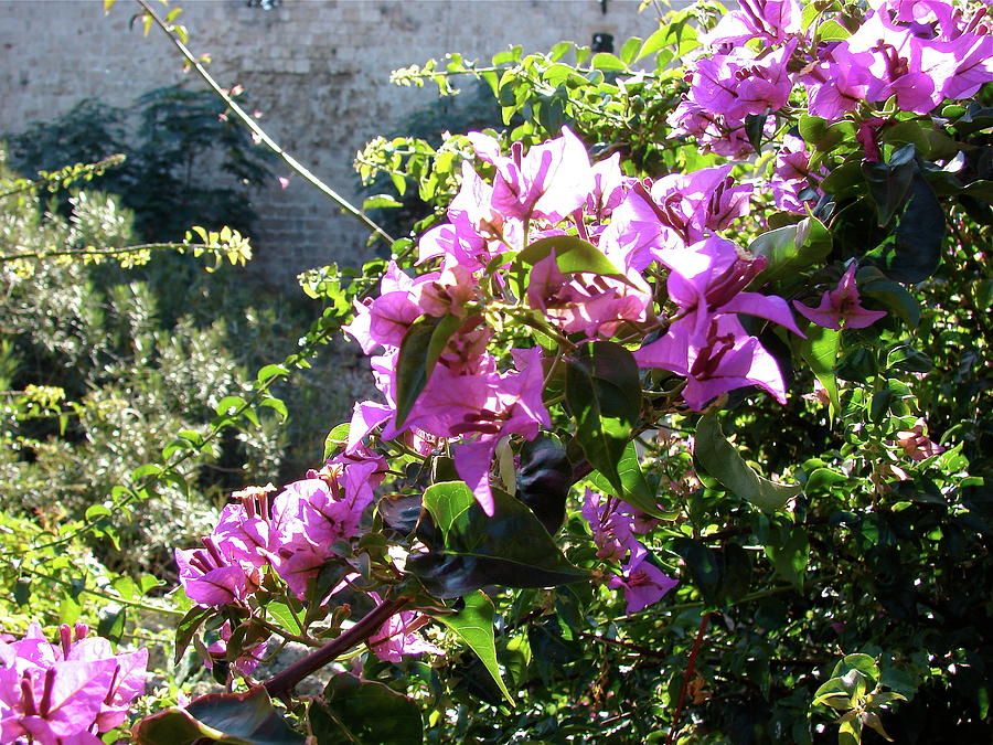 Rhodes Greece Flowers by Brett Winn