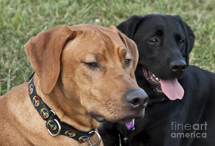 Rhodesian Ridgeback and Black Lab Photograph by Jeannette Hunt