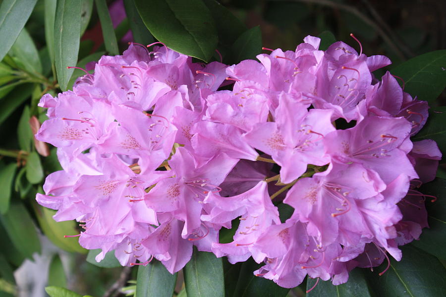 Rhodie Photograph by Carl Freeman Reynolds - Fine Art America