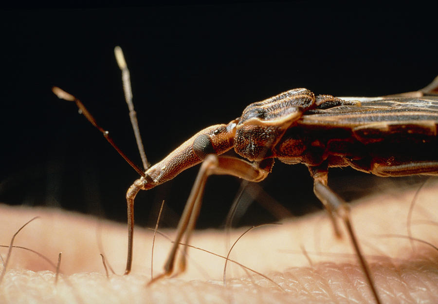 Rhodnius Prolixus Feeding On A Human Photograph By Credit Martin Dohrn 6450