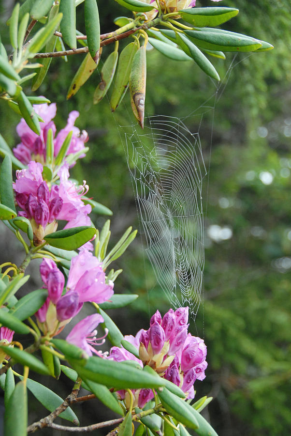 Nature Photograph - Rhododendren Web by Joye Ardyn Durham