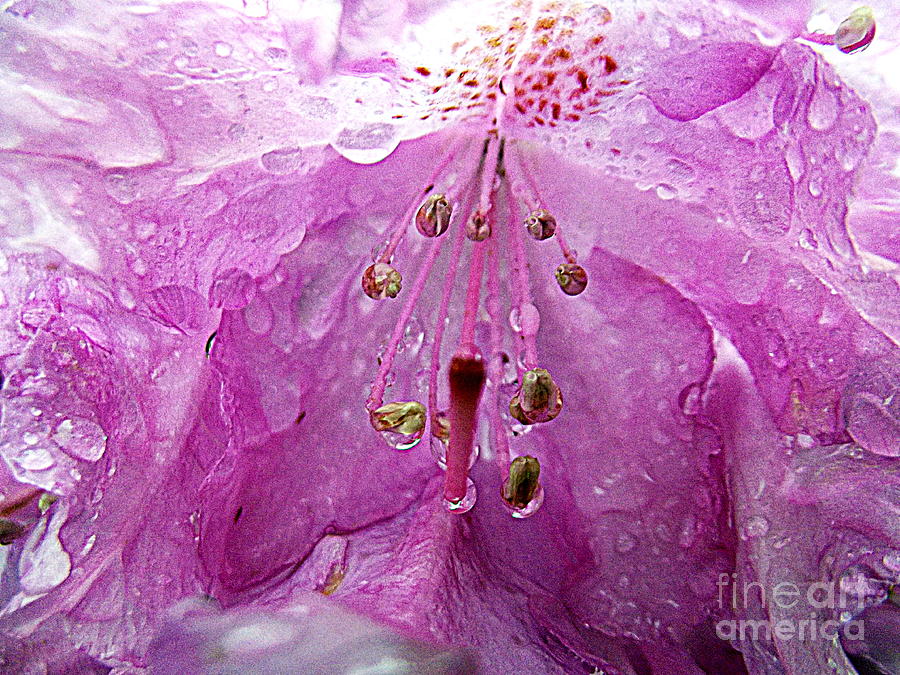 Rhododendron Photograph - Rhododendron by Angela Dalporto