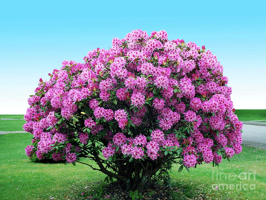 Rhododendron Photograph by Bill Thomson