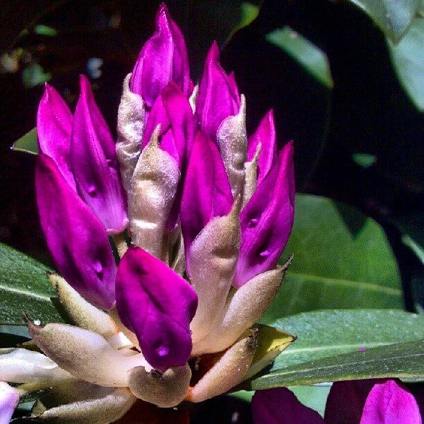 Flowers Still Life Photograph - Rhododendron Bud...#flower #plant by Carla From Central Va  Usa
