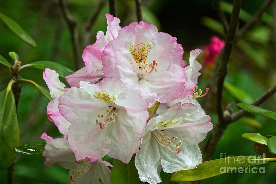 Rhododendron Business Photograph by Byron Varvarigos