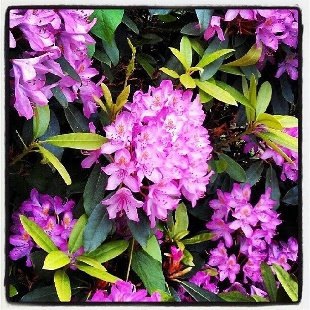 Rhododendron Photograph by Carolin Hinz