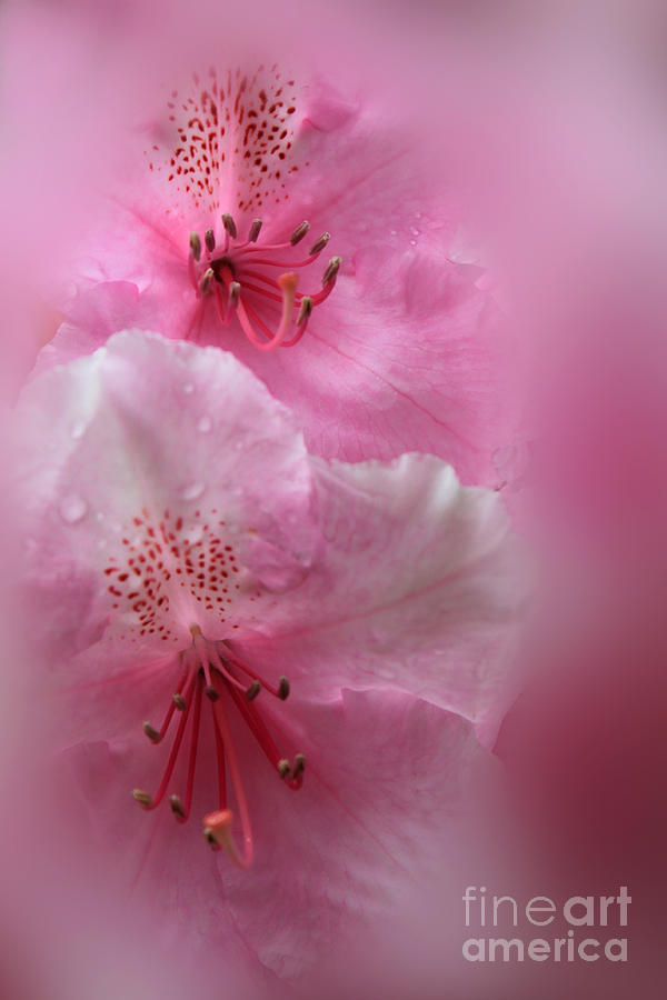 Rhododendron Dreams Photograph by James Eddy