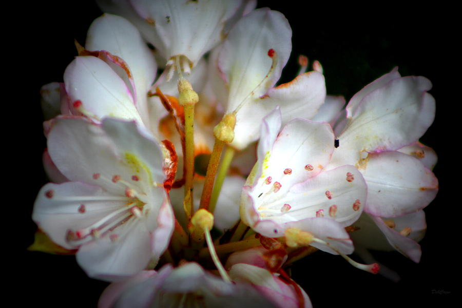 Spring Photograph - Rhododendron Explosion by Deborah  Crew-Johnson
