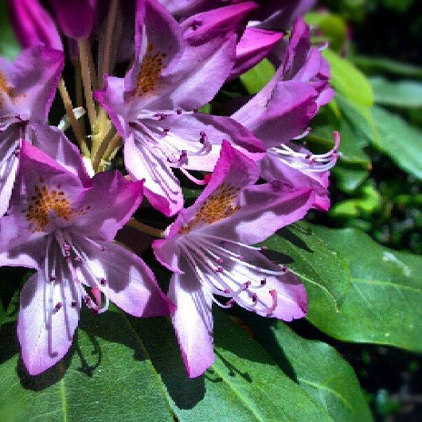 Flowers Still Life Photograph - Rhododendron #flower #plant by Carla From Central Va  Usa
