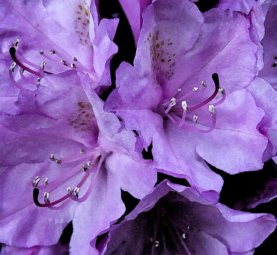 Rhododendron II Photograph by Michael Friedman