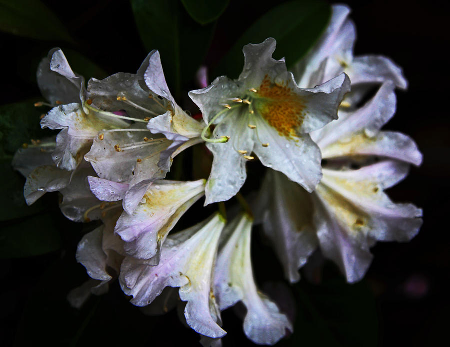 Rhododendron Photograph by John Stuart Webbstock