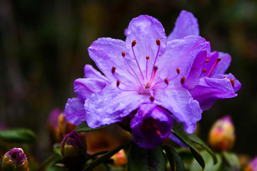 Rhododendron Photograph by Joseph Bowman