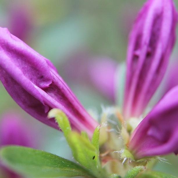 Flower Photograph - Rhododendron by Justin Connor