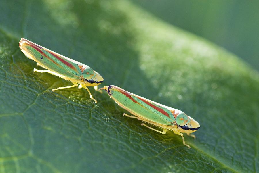 Nature Photograph - Rhododendron Leafhoppers Courting by Adrian Bicker