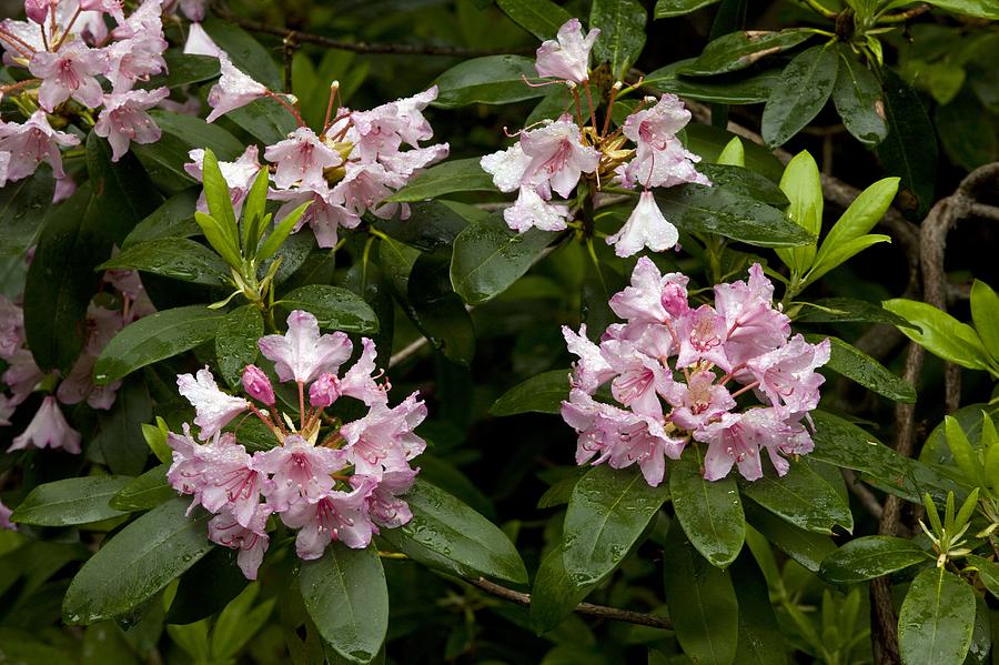 Rhododendron Macrophyllum Photograph By Bob Gibbons - Fine Art America