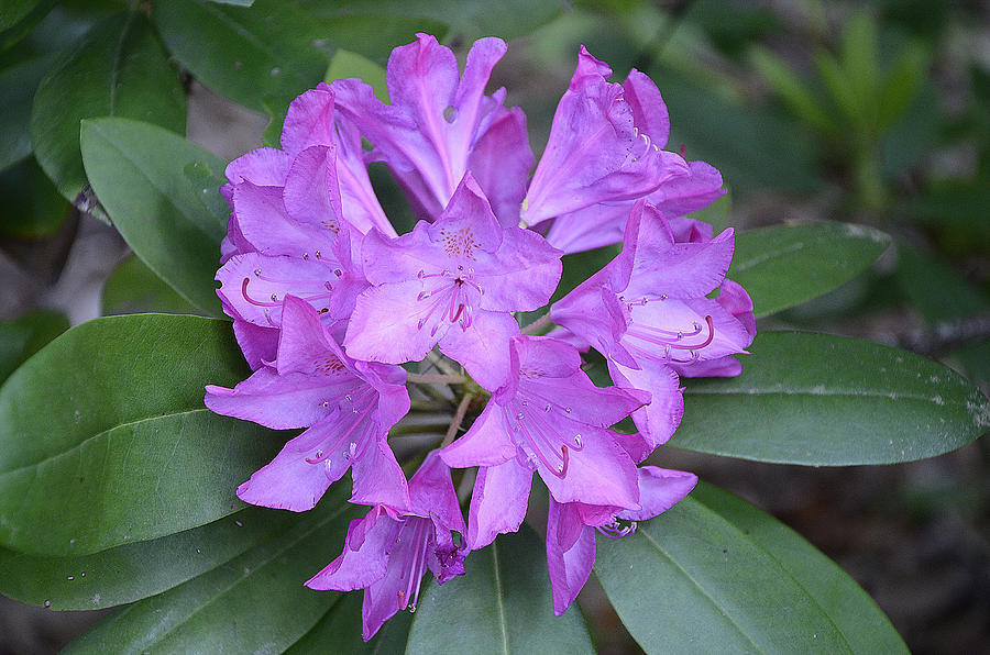 Rhododendron Photograph by Paul Mashburn