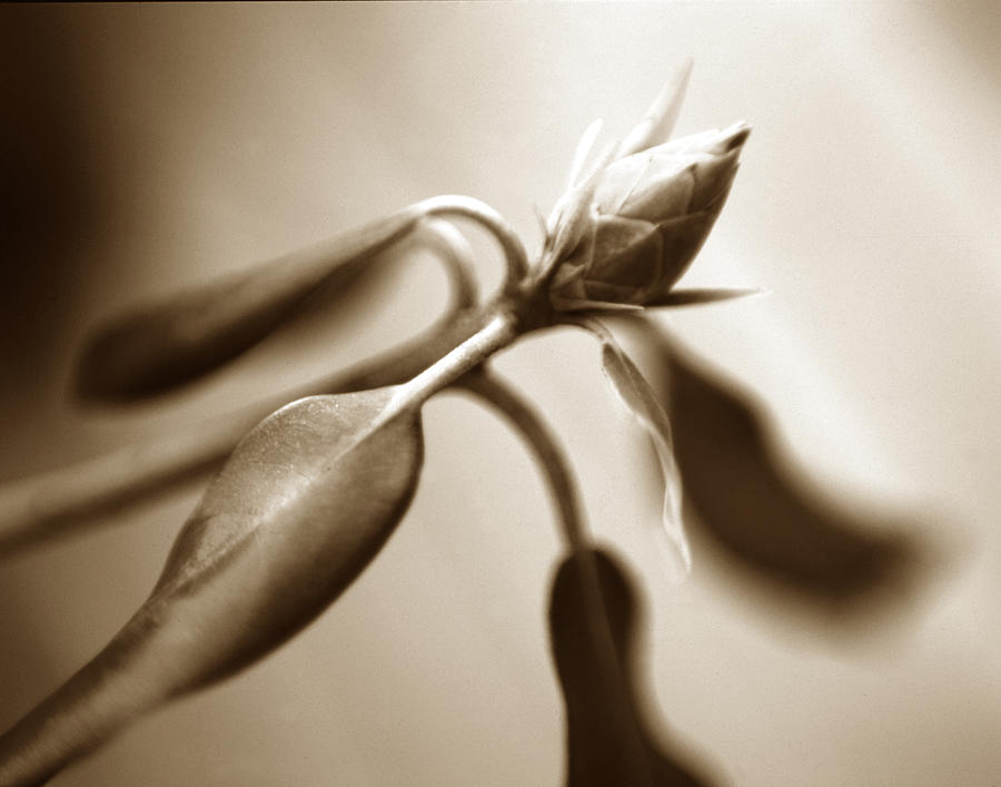 Flower Bud Photograph - Rhododendron by Ray Rothaug
