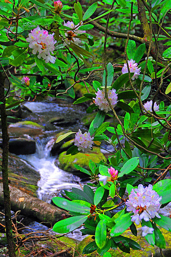 Rhododendron Waters Photograph by Alan Lenk