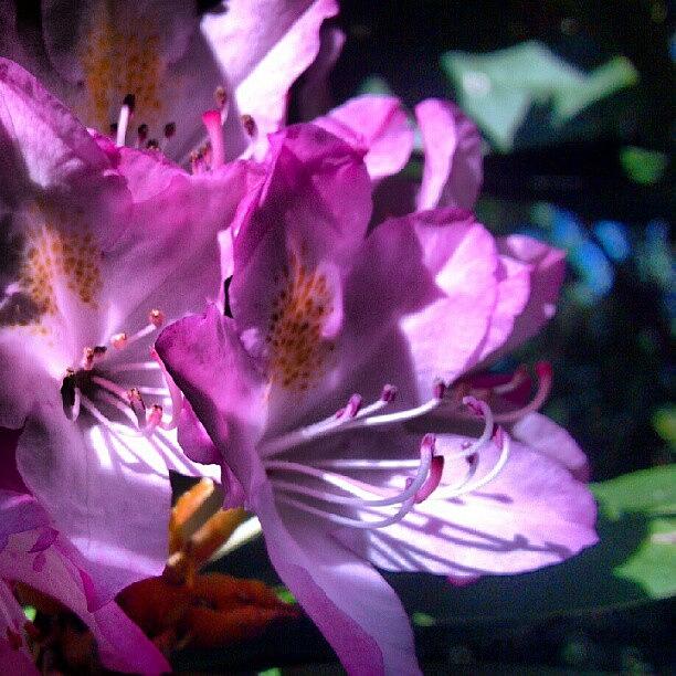 Flowers Still Life Photograph - Rhododendron...fully Open! #flower by Carla From Central Va  Usa