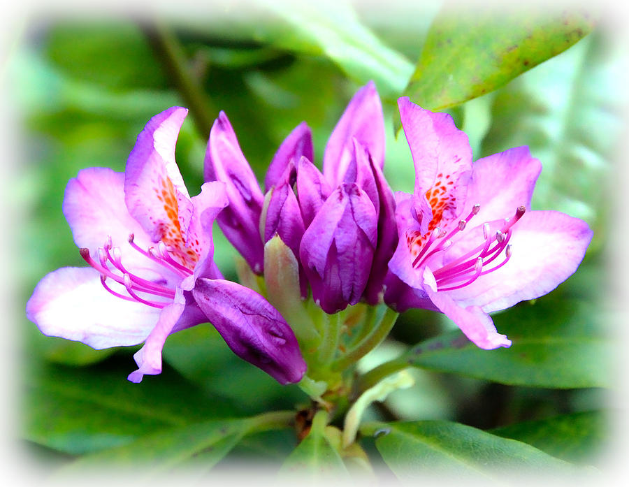 Rhododendrons   Photograph by Steve McKinzie