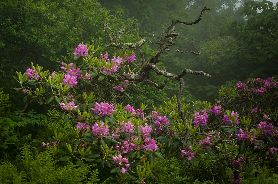 Rhodos in Bloom Photograph by Joye Ardyn Durham