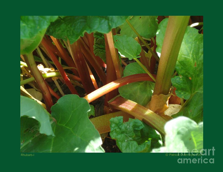 Rhubarb-I Photograph by Patricia Overmoyer
